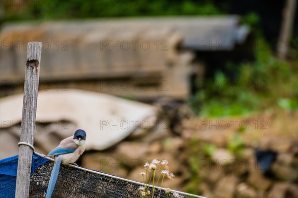 Azure-winged magpie perched on a black mesh fence with a blurred background