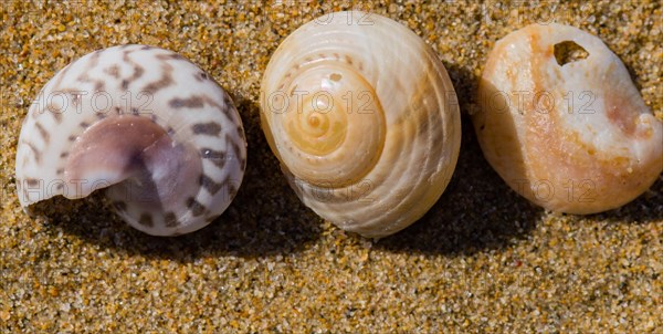 Collection of seashells laying in the sand on a beach