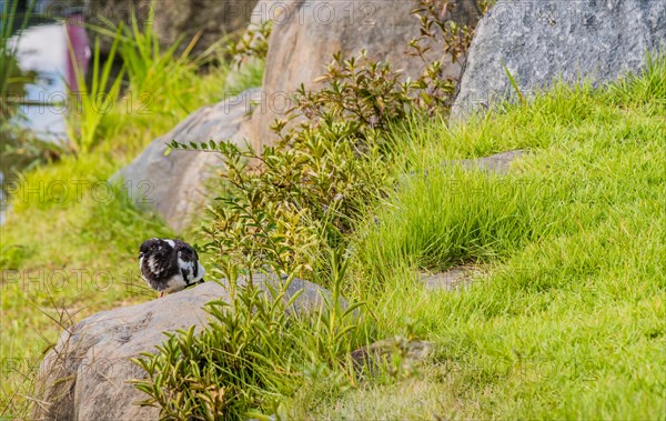 Gray and white rock pigeon sitting on boulder in grassy area of park