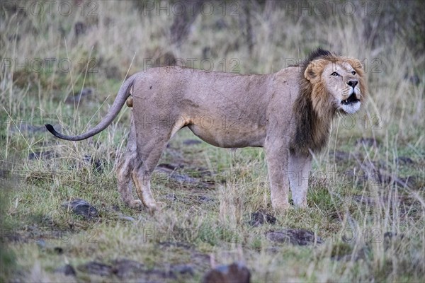 Lion (Panthera leo) Masai Mara Kenya