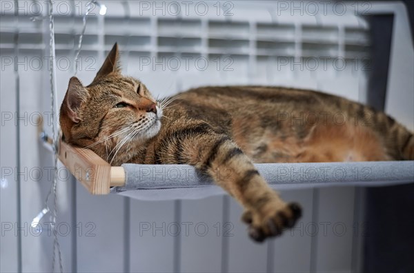 Image of a purebred Bengal cat lying on a hammock attached to a heater. Pet care concept. Mixed media