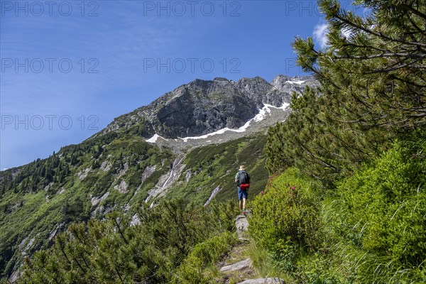 Mountaineer on a hiking trail through mountain pines, Berliner Hoehenweg, behind Schoenlahnerkopf summit, Zillertal Alps, Tyrol, Austria, Europe