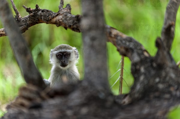 Vervet monkey (Chlorocebus sabaeus), foraging, free-living, wild, wild, nature, animal, fauna, monkey, Botswana, Africa