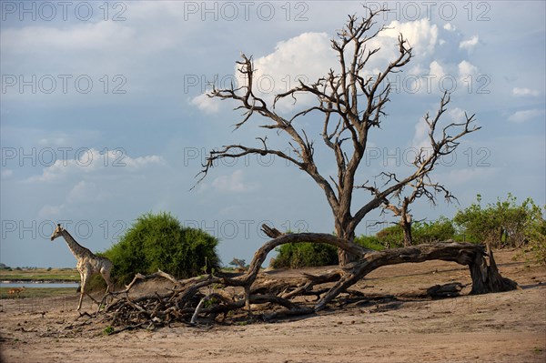 Angolan giraffe (Giraffa angolensis), animal, ungulate, travel, destination, safari, tree, dry, climate, wilderness, Chobe National Park, Botswana, Africa