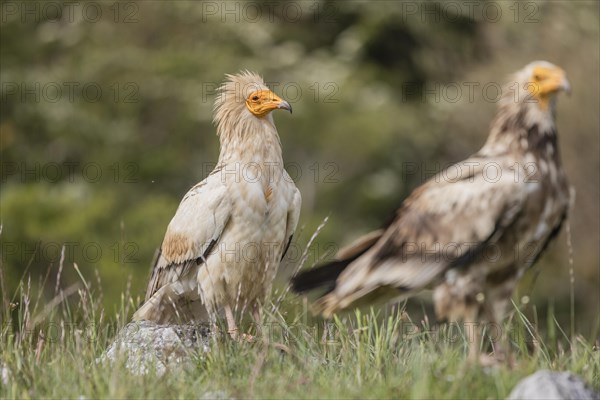 Egyptian Vulture (Neophron percnopterus), ad plus juv, Castile-Leon Province, Picos de Europa, Spain, Europe