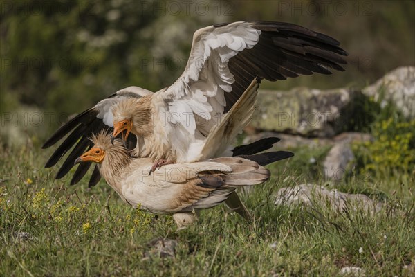 2 egyptian vulture (Neophron percnopterus), copulation, Castilla y Leon province, Picos de Europa, Spain, Europe