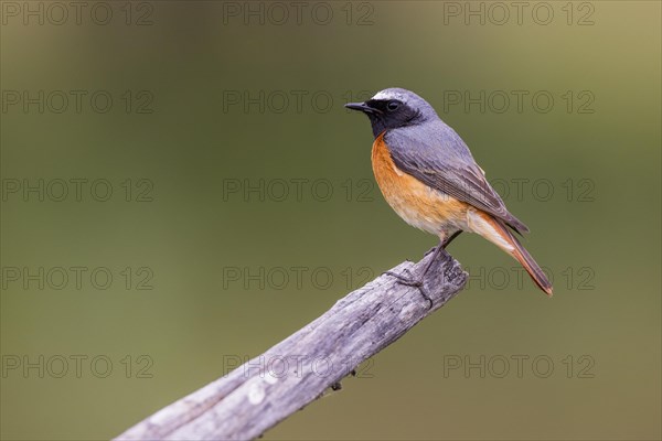 Common redstart (Phoenicurus phoenicurus), male, province of Castile-Leon, Spain, Europe