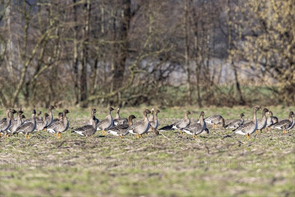 Bean Geese (Anser fabalis), Emsland, Lower Saxony, Germany, Europe