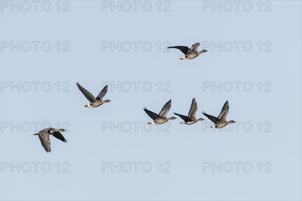 Bean geese (Anser fabalis), flying, Emsland, Lower Saxony, Germany, Europe