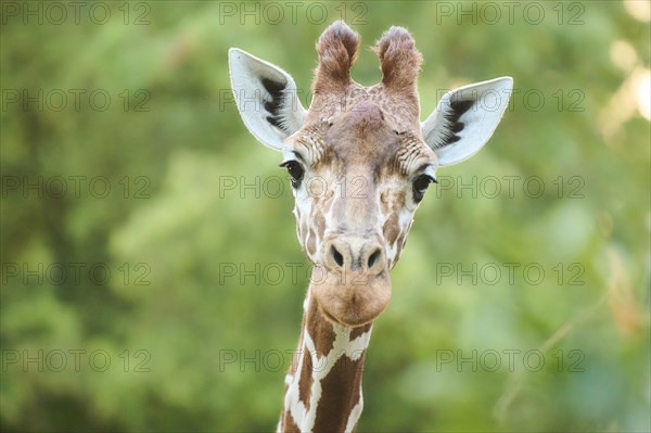 Reticulated giraffe (Giraffa camelopardalis reticulata), portrait, captive, Germany, Europe