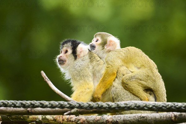 Black-capped squirrel monkey (Saimiri boliviensis) mother with he youngster, Germany, Europe