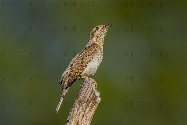 Eurasian wryneck (Jynx torquilla), on branch, Castile-Leon province, Spain, Europe