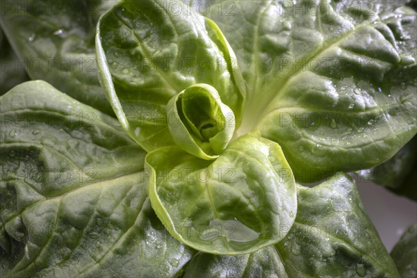 Field salad, studio shots on a white background