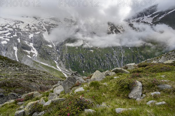 Cloudy mountain landscape with blooming alpine roses, view of rocky and glaciated mountains, Furtschaglhaus, Berliner Hoehenweg, Zillertal, Tyrol, Austria, Europe