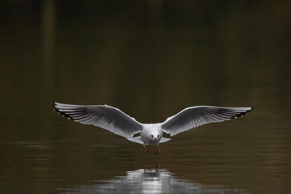 A black-headed gull in flight, Lake Kemnader, Ruhr area, North Rhine-Westphalia, Germany, Europe
