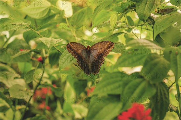 A butterfly rests on the green foliage, Krefeld Zoo, Krefeld, North Rhine-Westphalia, Germany, Europe