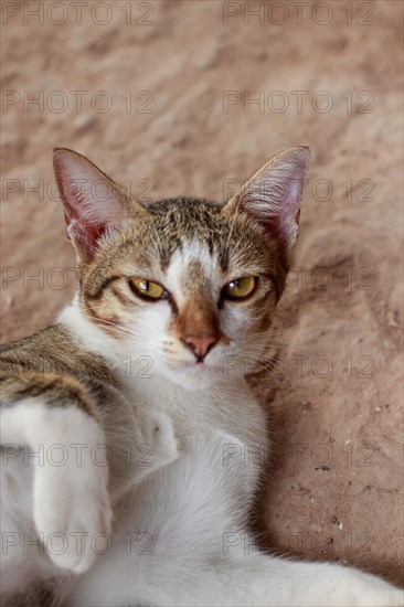 A relaxed domestic cat with tabby markings lies down and looks at the camera with an indifferent expression