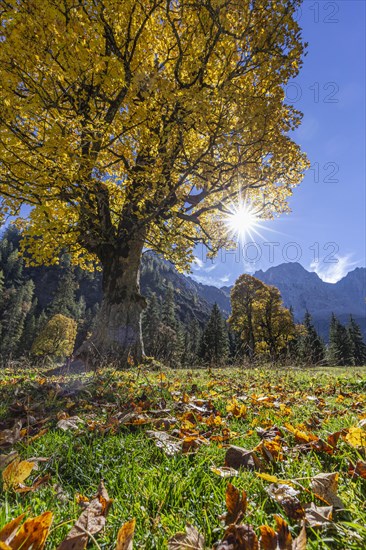 Maple tree with sun in backlight in front of mountains, autumn, autumn leaves, Karwendel mountains, Tyrol, Austria, Europe