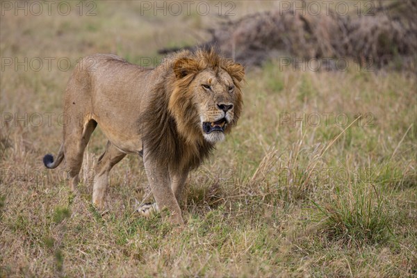 Lion (Panthera leo) Masai Mara Kenya