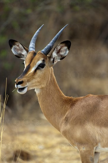 Black-nosed impala (Aepyceros petersi), antelope, ungulate, in Etosha National Park, savannah, steppe, animal, male, wilderness, free-living, Namibia, South West Africa, Africa