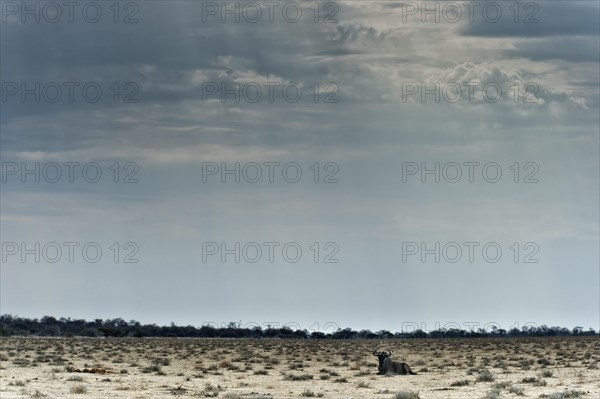 Wildebeest (Connochaetes) in the steppe landscape with dramatic light mood in Etosha National Park, antelope, steppe, savannah, landscape, barren, wilderness, Namibia, South West Africa, Africa