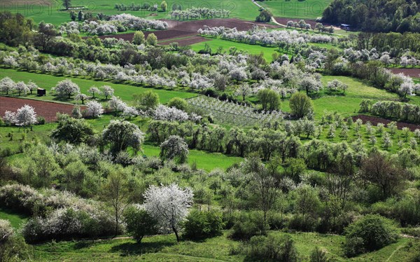 Cultural landscape, cherry blossom in Franconian Switzerland near Kirchehrenbach, district of Forchheim, Upper Franconia, Bavaria, Germany, Europe