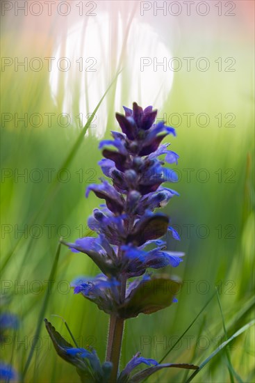 Blue bugle (Ajuga reptans), blue inflorescence in a meadow, in the grass with a soft background, bokeh, sunlight, Lueneburg Heath, Lower Saxony, Germany, Europe