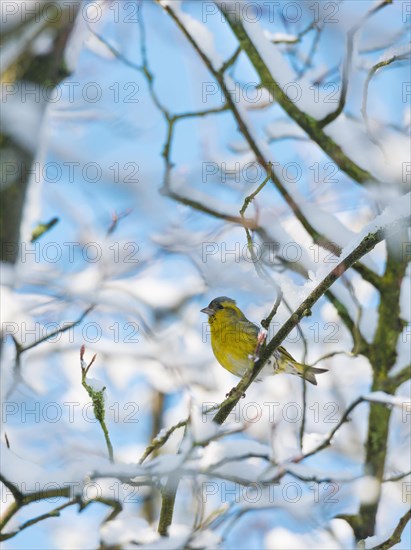 Eurasian siskin (Carduelis spinus) male, yellow plumage, sitting on a branch and looking to the left, snow-covered branches of a snowy mespilus (Amelanchier lamarckii) in winter with frost, branches with snow, buds, Lower Saxony, Germany, Europe