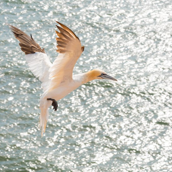 Northern gannet (Morus bassanus) (synonym: Sula bassana) flying over the moving sea, water shimmering in the sun, landing approach with spread wings, sunny day, gannet colony Lummenfelsen, Heligoland, North Sea, Schleswig-Holstein, Germany, Europe