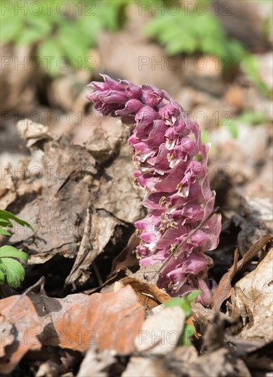 Common toothwort (Lathraea squamaria), flower on forest floor between old autumn leaves, geophyte, early bloomer, parasitic plant, parasite, macro photograph, close-up, nature reserve Bodetal, Thale, Harz, Saxony-Anhalt, Germany, Europe