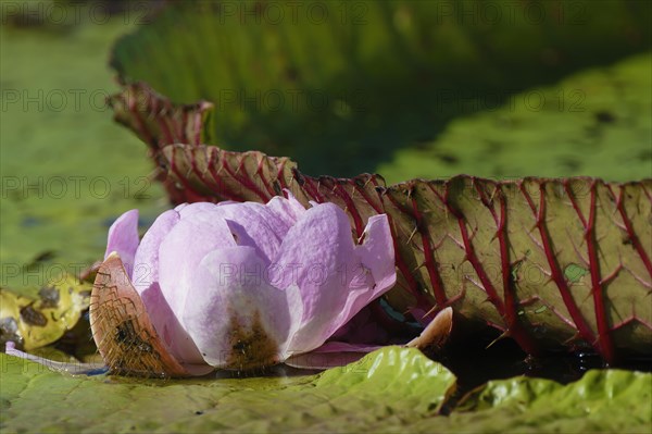 Floating leaves of the giant water lily (Victoria amazonica), Amazonas state, Brazil, South America