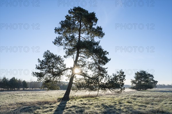 Scots pine (Pinus sylvestris), standing in a meadow, backlit with sunstar, Lower Saxony, Germany, Europe