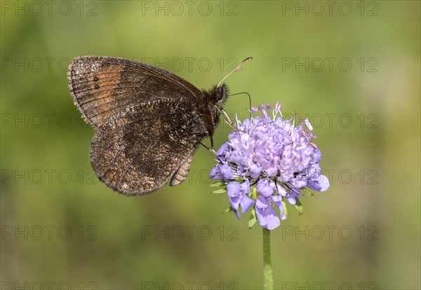 Marbled marbled butterfly (Erebia montanus), Valais, Switzerland, Europe