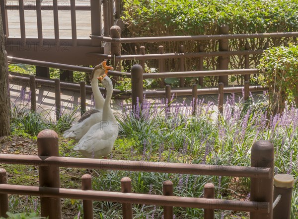 Goose and gander together in garden of lilac flowers in public park