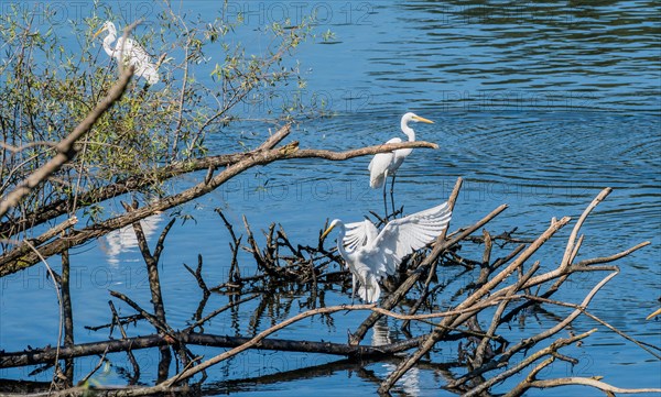 Three great white egrets sharing a pile of drift wood in a lake of blue water