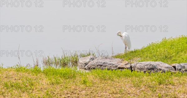 Snowy white egret standing on grassy shore of lake in South Korea
