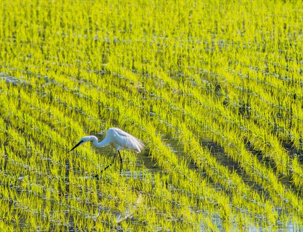 White snowy egret looking for food in a rice paddy on a sunny morning in South Korea