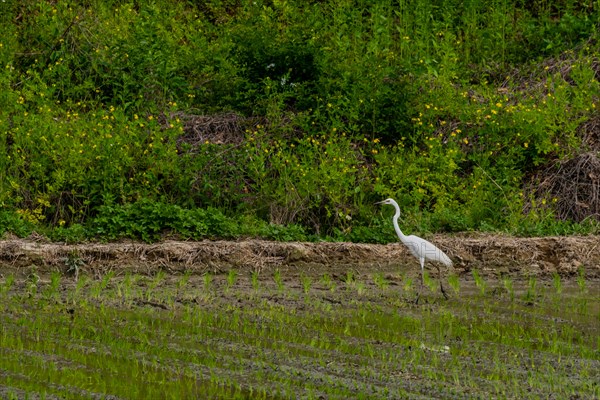 White common egret hunting for food in freshly planted rice paddy