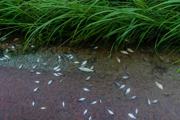 Minnows dying in shallow water at riverside park after torrential rainfall