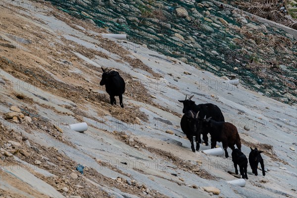 Small herd of black goats on a rocky hillside