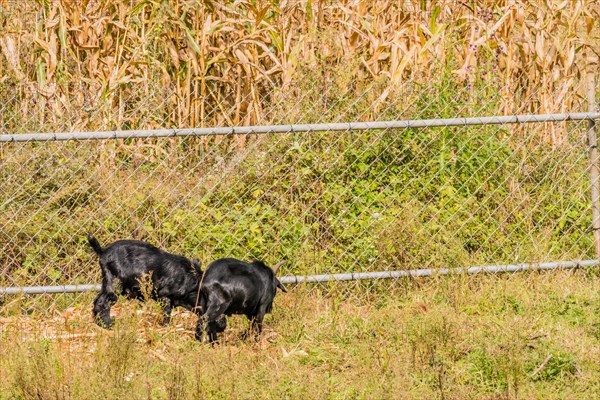 Two adult black goats feeding next to a fence surrounding a field of corn stalks