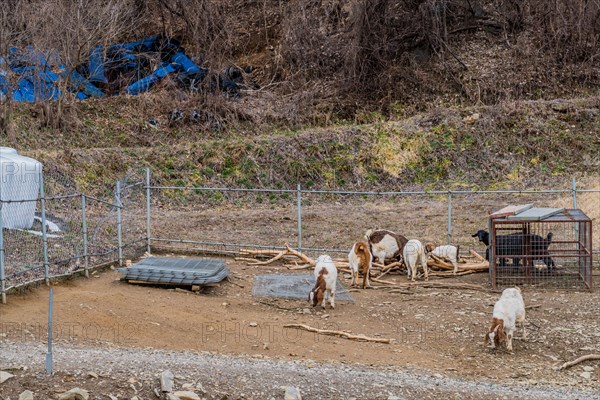 Herd of goats looking for food in farmyard of dirt and rocks