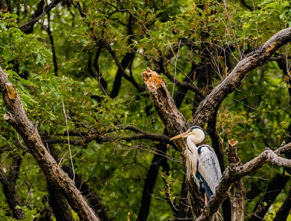 Gray heron perched on a tree branch with green foliage in the background