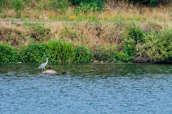 Little blue heron standing on rock in river with two ducks