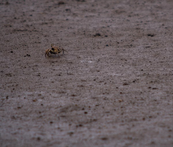 Closeup of a small sand crab walking on a muddy sandbar