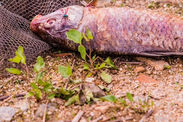 Closeup of fly feasting on the carcass of dead fish laying on the ground next to a black fishing net