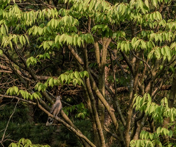 Turtle Dove sitting on a tree branch with lush green leaves