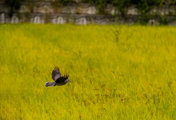 Lone turtle dove with wing extended in flight above green field