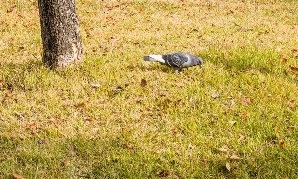 Closeup of pigeon hunting for food in grass next to a tree