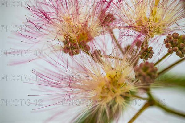 Blossoms of a bastard tamarind (Albizia julibrissin), Capoliveri, Elba, Tuscan Archipelago, Tuscany, Italy, Europe